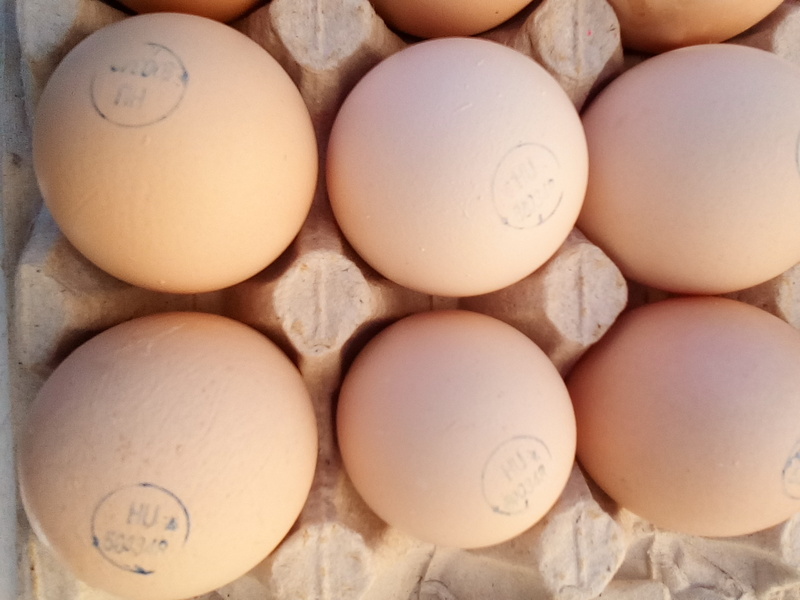 Яйцо доминанты купить. Инкубационное яйцо Росс 308. Инкубационное яйцо Фокси Чик. Инкубационное яйцо Доминант. Доминант с голубым яйцом.