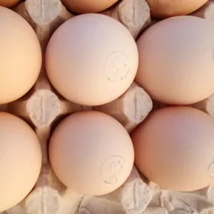 Инкубационное яйцо  птицы