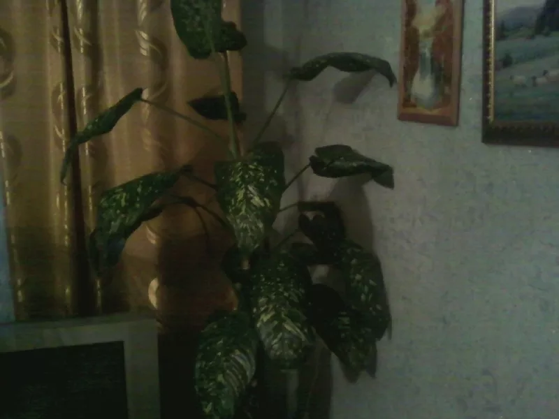 комнатные растения 2
